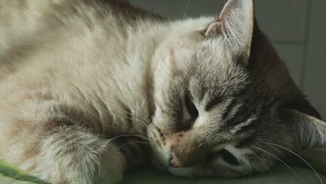 gato durmiendo y despertando, cerca en el hocico