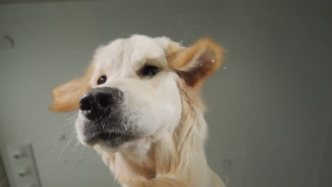 golden retriever jugando con el agua
