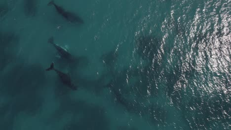 aerial of group of migrating humpback whales in dunsborough, western australia pt 3