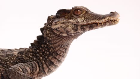 cuviers dwarf caiman side profile