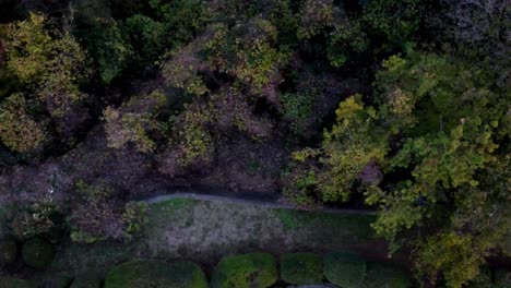 a winding path through a dense autumn forest at dusk, evoking a sense of mystery