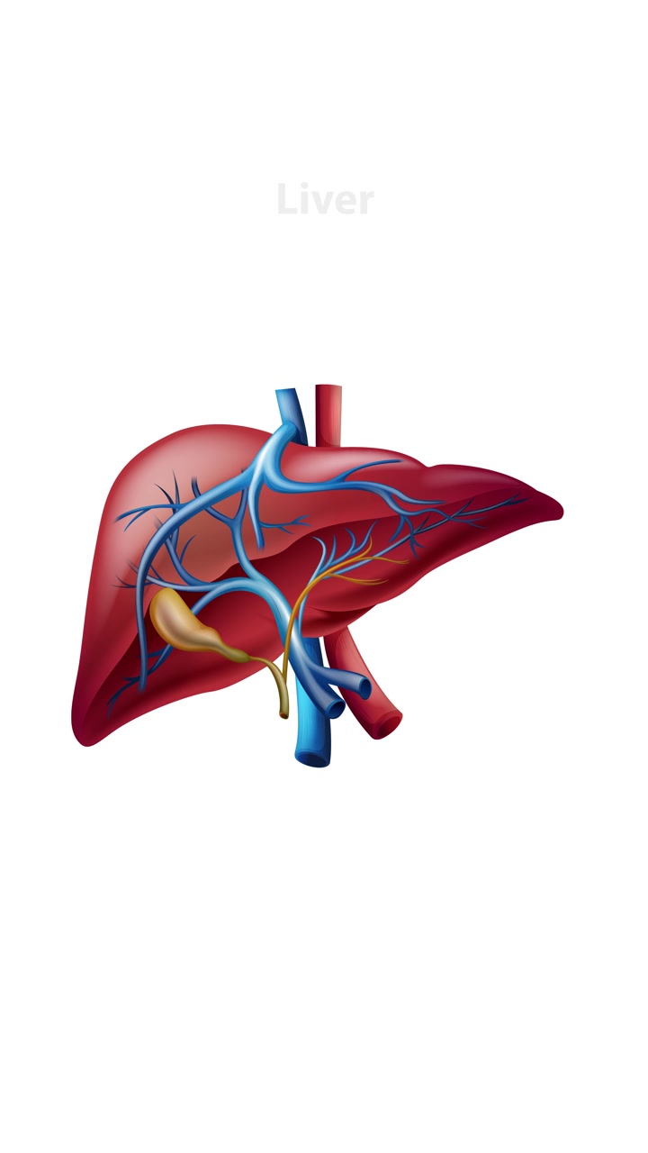 Animation transitions from a full human silhouette to an anatomical view, then zooms in on the liver with clear labeling and detailed illustration