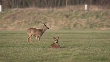 Corzos-Comportamiento-Relajante-Pradera-Bosque-Fauna-Silvestre-Animal-Hábitat-Agrícola-Pelaje-Marrón