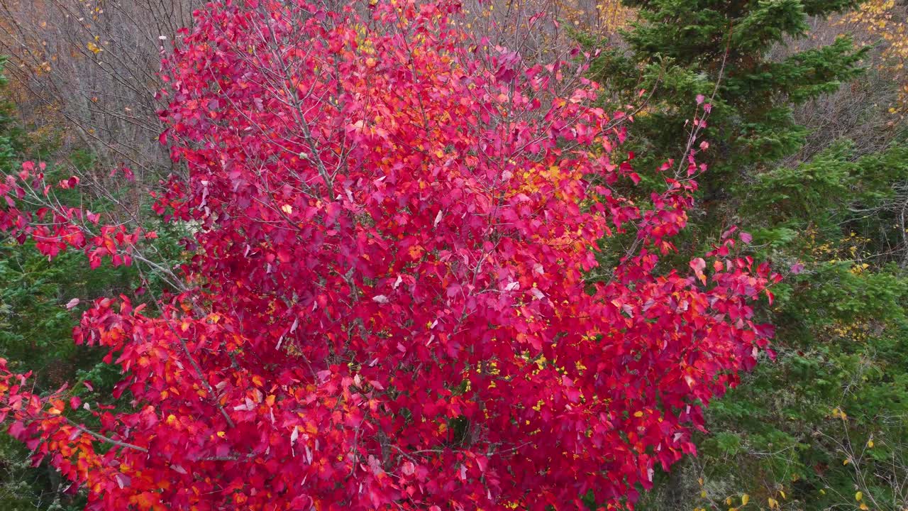 Forest trees changing to warm tones due to the change of season