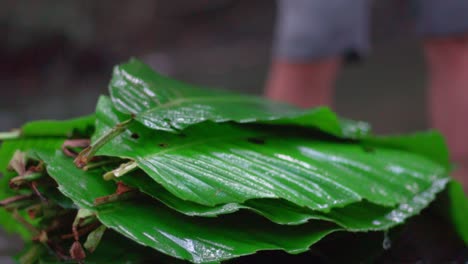 stack of banana leaves in a group to be used as a primitive food plate to eat food in the forest