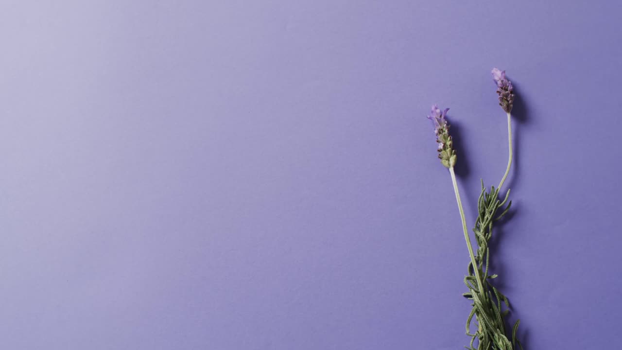 Video di fiori e foglie di lavanda con spazio per il testo su sfondo viola