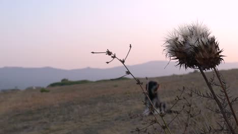 paisaje al atardecer. perro en el fondo