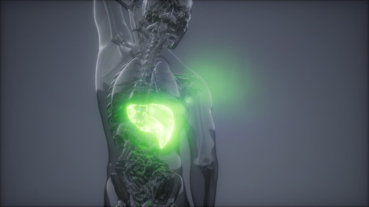 Human Liver Radiology Exam
