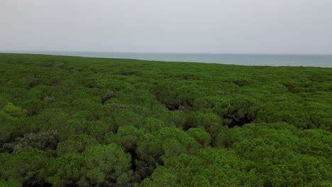 Bosques-De-Pinos-Pinares,-Playa-Toscana-Italia