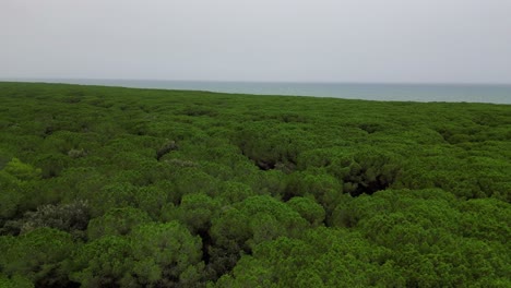 bosques de pinos pinos, playa toscana italia