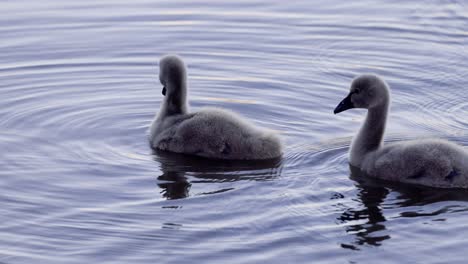 young swans exploring water under soft light