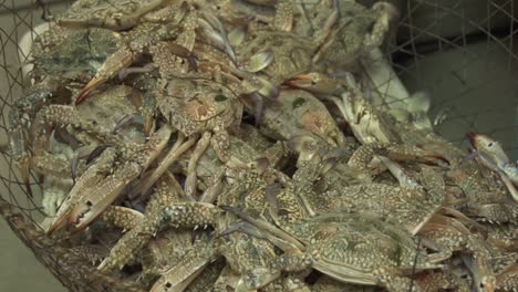 Alejando-La-Toma-De-Cangrejos-Expuestos-A-La-Venta-En-El-Mercado-Central-De-Pescado-En-Manama,-Bahrein