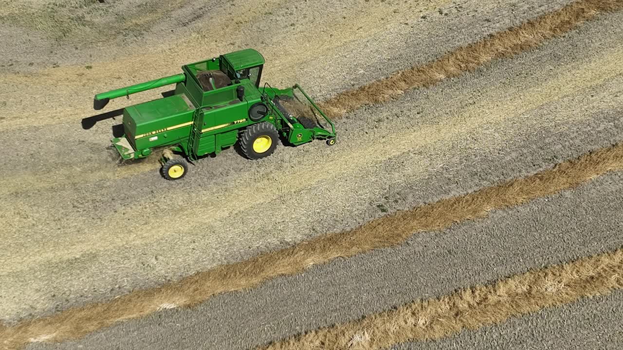 Side view of a combine threshing a swath of canola