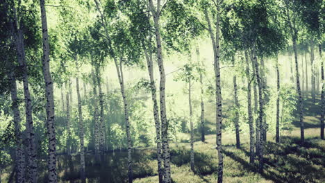 primavera en el bosque de abedules