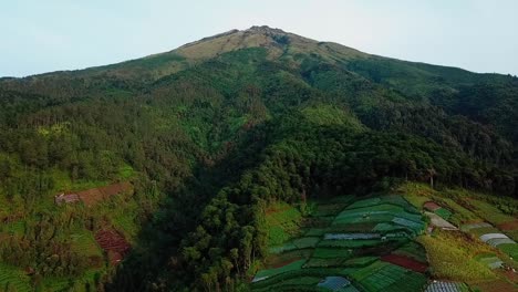 drone video of slope of mountain with vegetable plantations and forest, deforestation on slope of mountain - sumbing mountain, indonesia