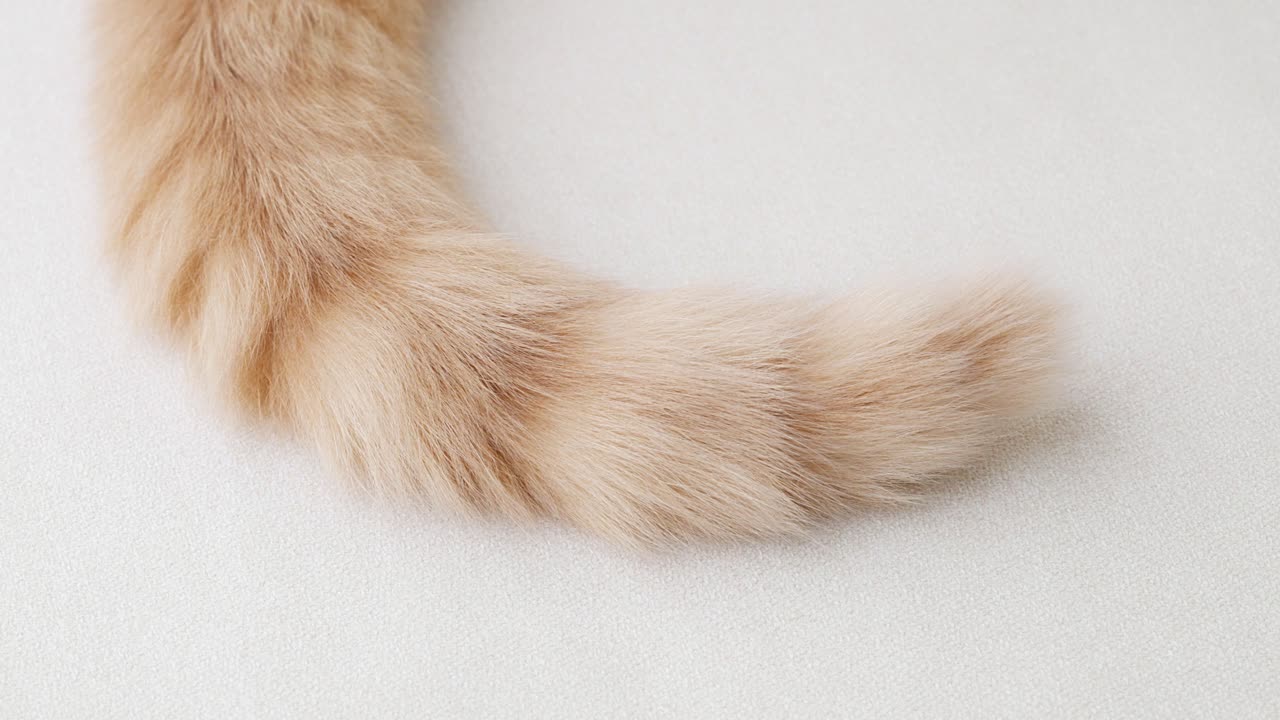 Close-up of a Fluffy Orange Cat Tail