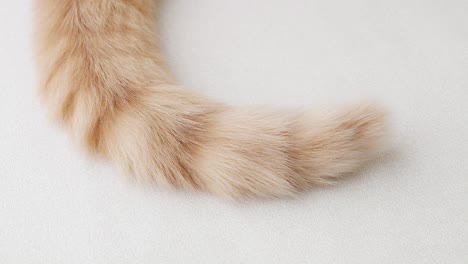 close-up of a fluffy orange cat tail