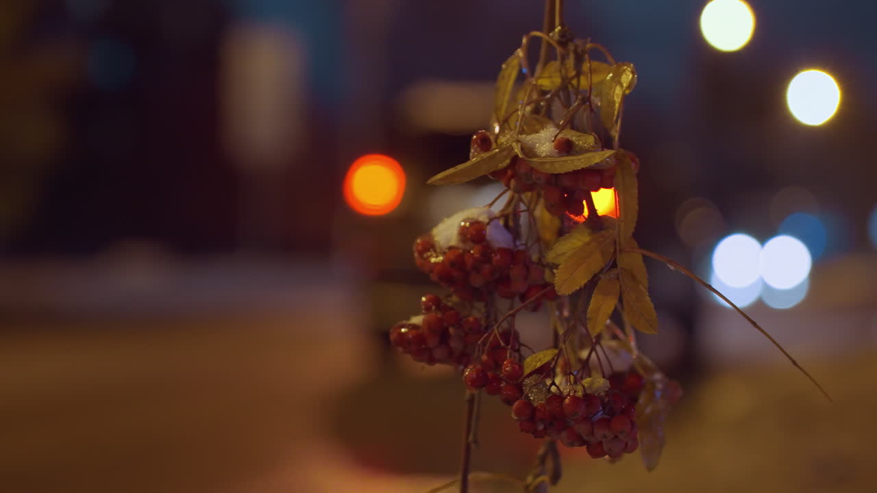 밝은 은 열매와 노란색 가을 잎이 얼음으로 여있는 나무 가지, 진한 파란 하늘 아래 부드러운 빛에 의해 조명, 흐릿한 자동차 헤드라이트와 배경에 주거 건물