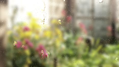 Regentropfen-Auf-Fenstern,-Mit-Gewächshausblumen-Unschärfehintergrund