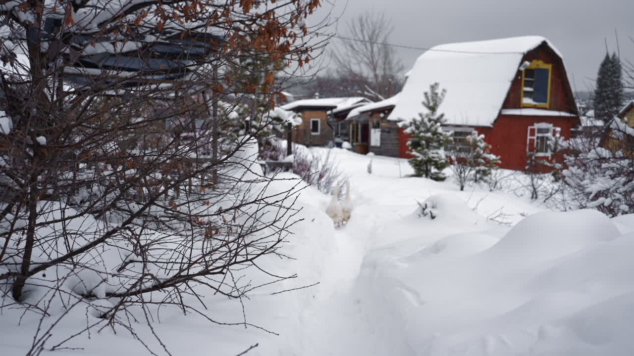 White goose walking through narrow path in snow-covered environment, bare trees and bushes lining drifts, red cabin roofs laden with fresh snow under overcast sky on winter day and pine saplings