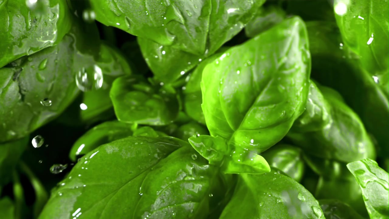Primo piano di goccioline d'acqua che schizzano su foglie di basilico verdi