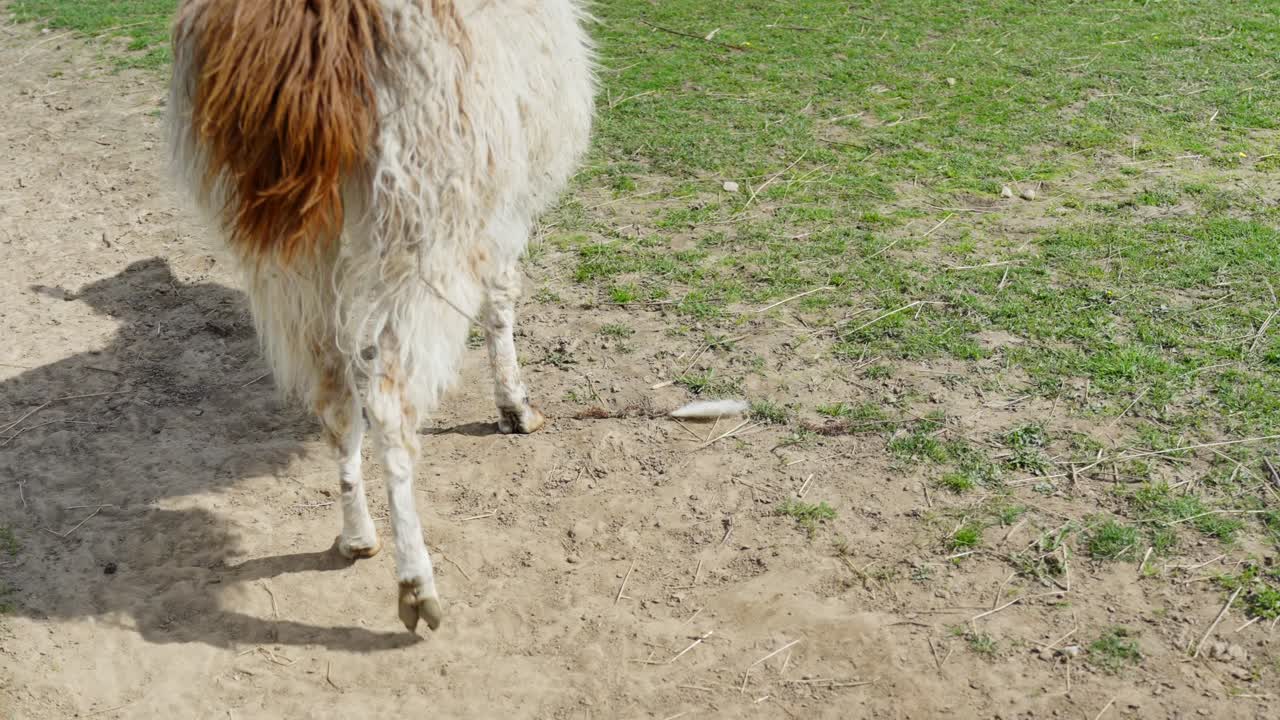 A llama scratches its head inside the zoo, showcasing natural behavior