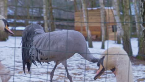 Swans-and-other-birds-in-captivity-behind-a-fence