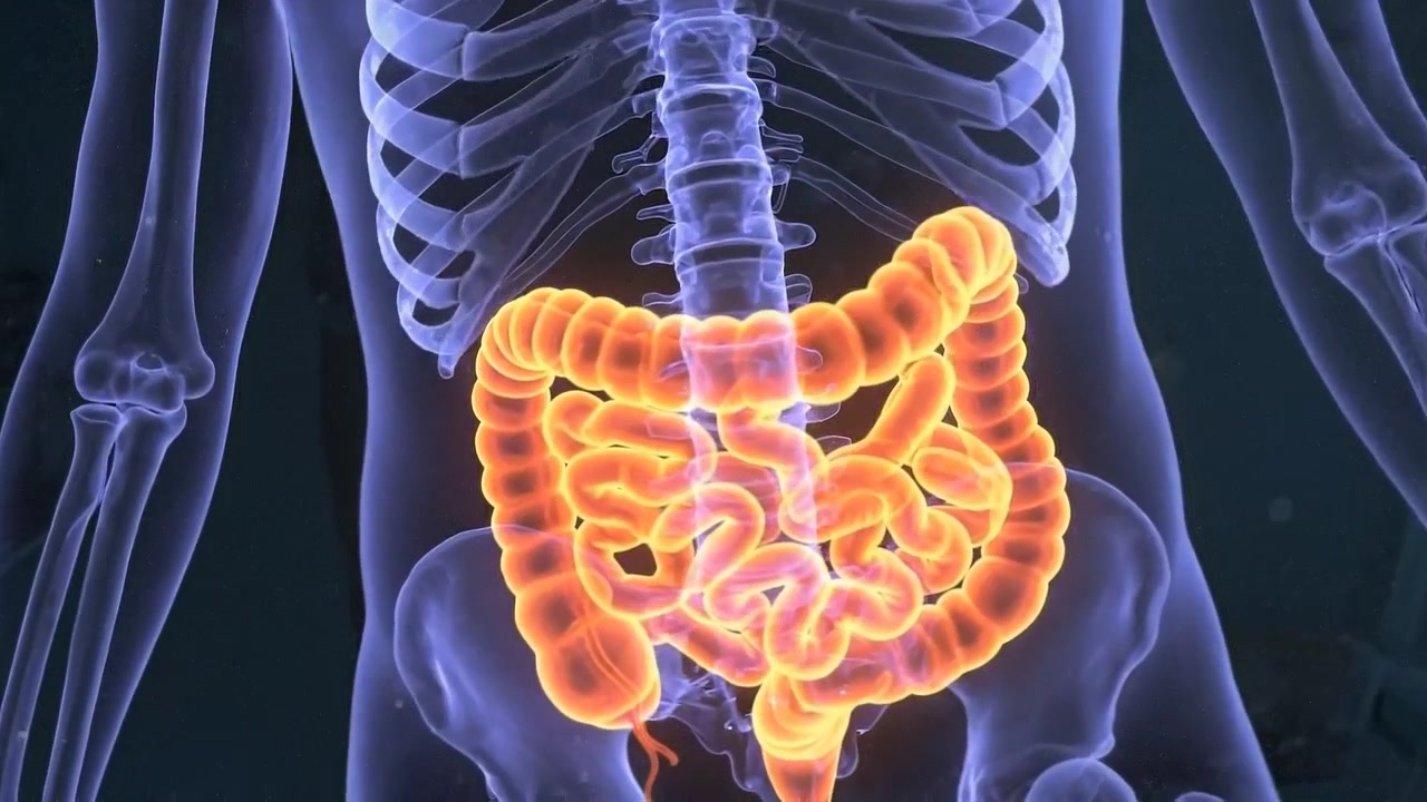 3D Medical Animation of Human Digestive System Anatomy