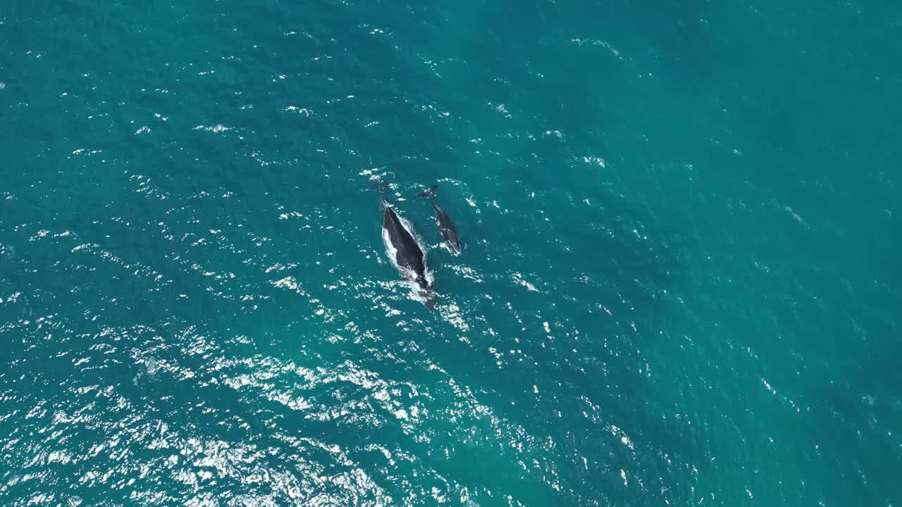 4K60 Humpback Whale and Calf Swimming in Indian Ocean, Australia