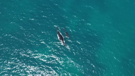 4k60 humpback whale and calf swimming in indian ocean, australia