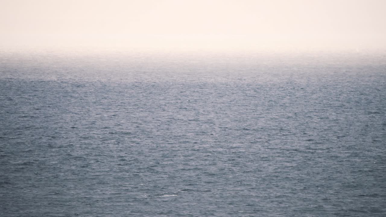 흐릿한 바다 물 위 에서 숨을 내는 고래 들 의 물 스프레이