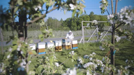 Beekeeper-Tending-To-Apiary-Boxes-Beside-Road-As-Car-Drives-Past