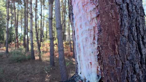 recolección de resinas naturales en el bosque