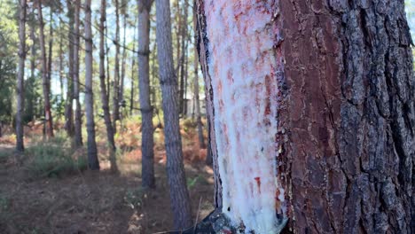 collecting natural resins in the woods