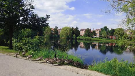 Eine-Familie-Von-Kanadagänsen-Marschiert-In-Einen-Teich