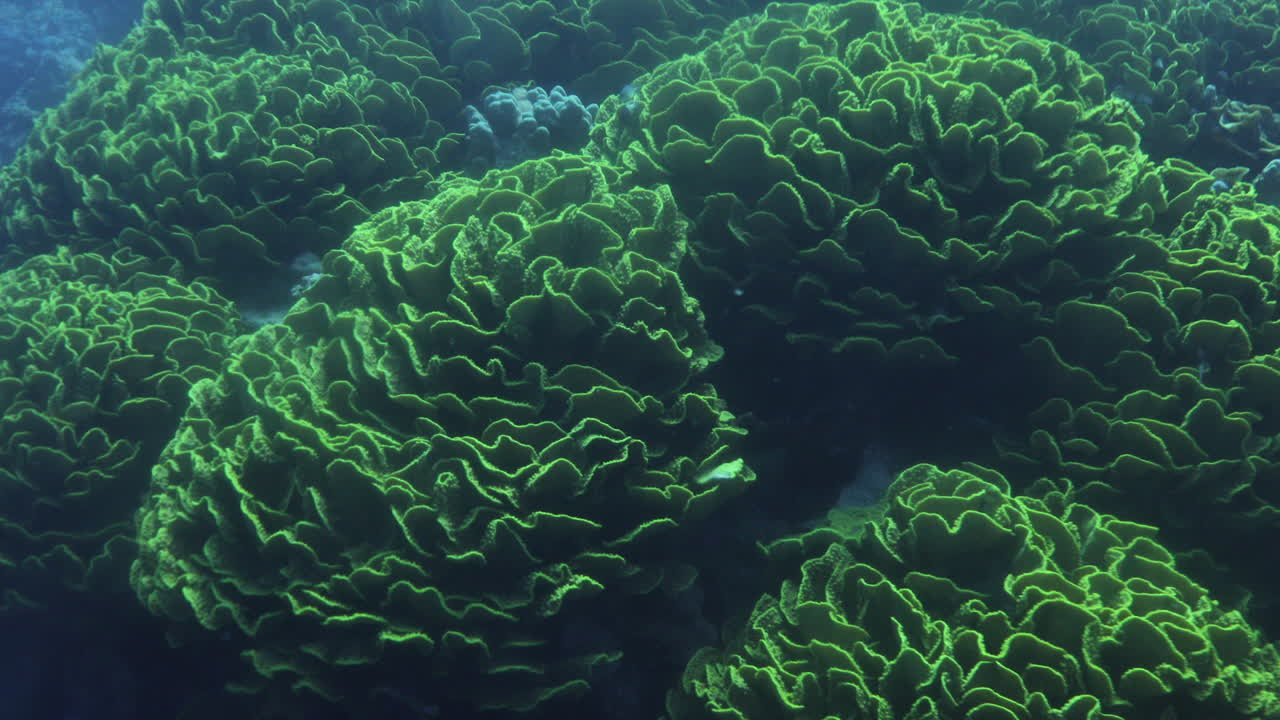 кораллы в рифе красного моря