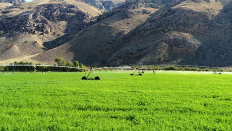 ground level aerial push towards a sprinkler watering a field with a mountain in the background