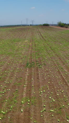 low aerial view, ripe watermelons scattered in field, slow push in, near main road - vertical video