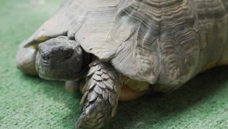 close up slow motion footage of land turtle tortoise 120fps