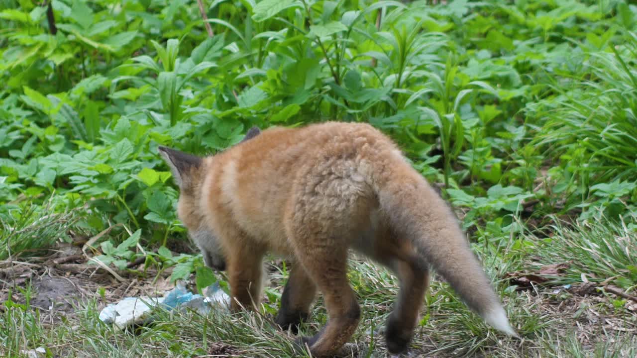 Tenero cucciolo di volpe rossa sta nell'erba e guarda la macchina fotografica.