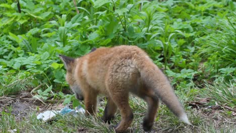 cute red fox cub stands in the grass and looks at the camera