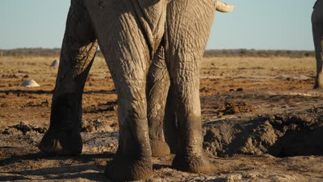 Rear-view-of-huge-feet-of-elephant-playing-in-mud,-close-up