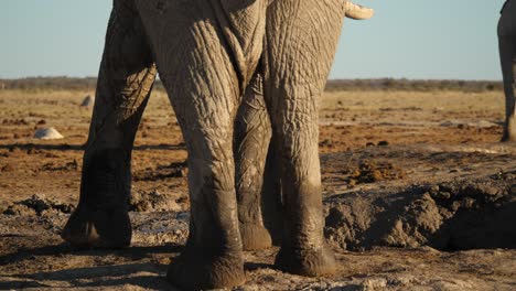 rear view of huge feet of elephant playing in mud, close up