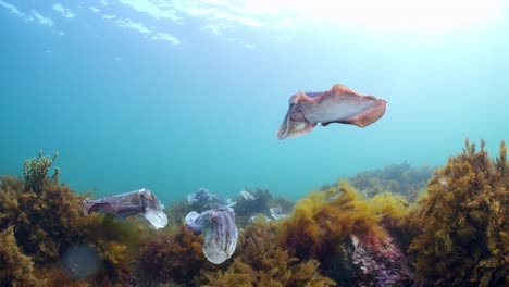 Riesige-Australische-Tintenfische-Sepia-Apama-Migration-Whyalla-Südaustralien-4k-Zeitlupe,-Paarung,-Eier-Legen,-Kämpfen,-Aggregation,-Unter-Wasser