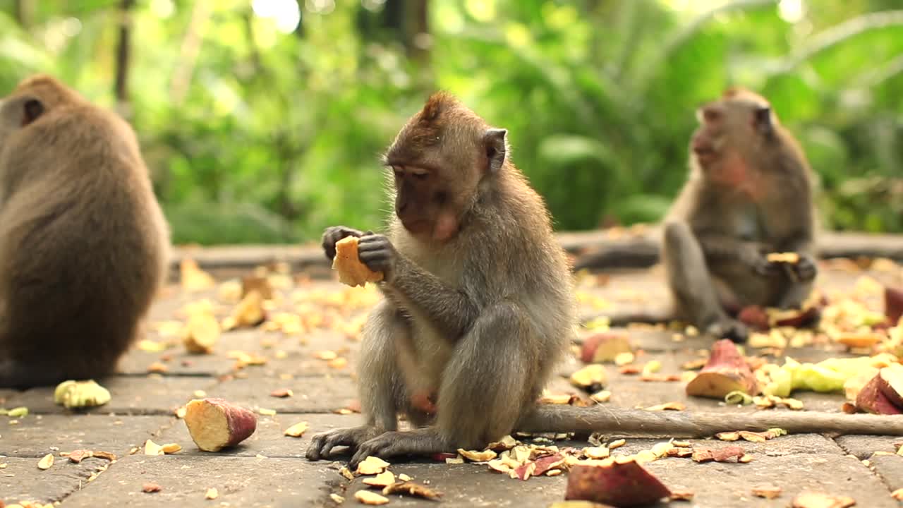 monos balineses jóvenes sentados y comiendo batatas, filmados en el bosque de monos, bali, indonesia