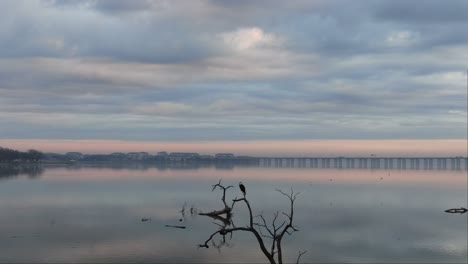 large bird perched on fallen tree in calm water reflecting bridge, sky, and homes
