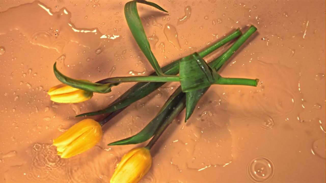 Tulipani gialli su una superficie arancione bagnata con gocce d'acqua che cadono