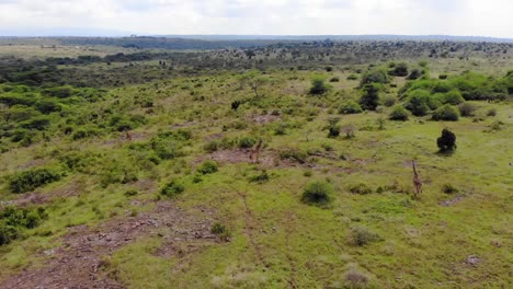 Slow-moving-drone-shot-of-giraffes-in-a-national-park