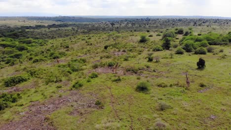 slow-moving drone shot of giraffes in a national park