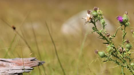 flowers swaying gently in a windy field